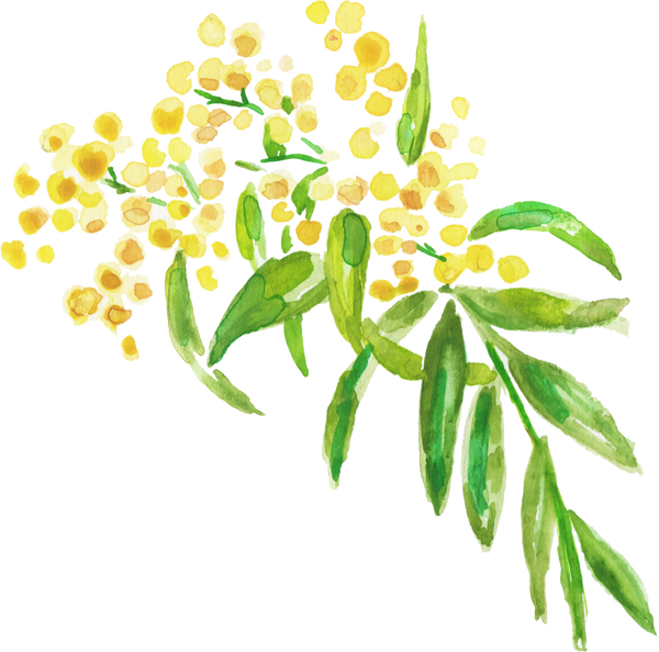 Watercolor Wattles Acacia Australian Native Flower